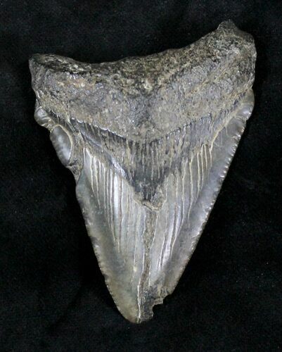 Bargain Megalodon Tooth - South Carolina #21243